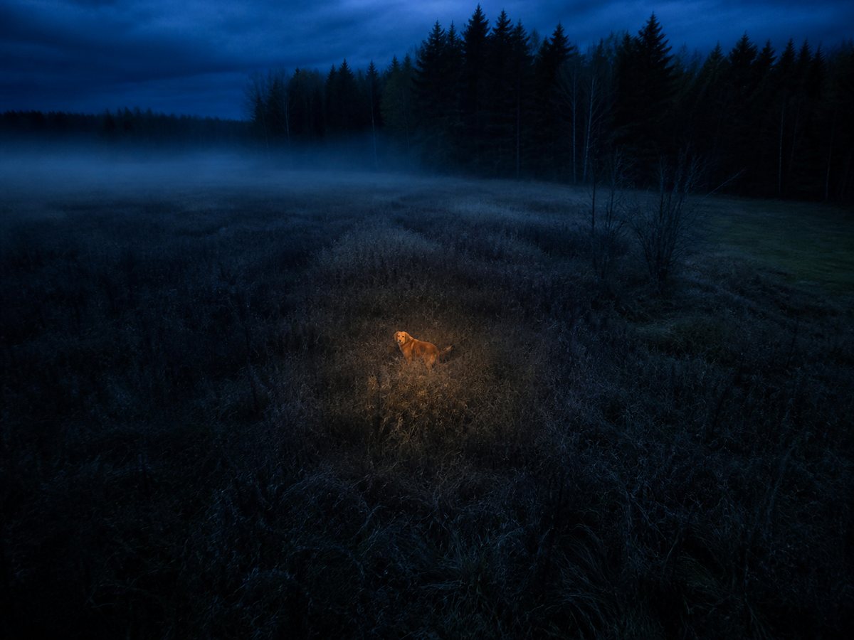 Thermal drone search locating a lost dog near an Ontario field edge
